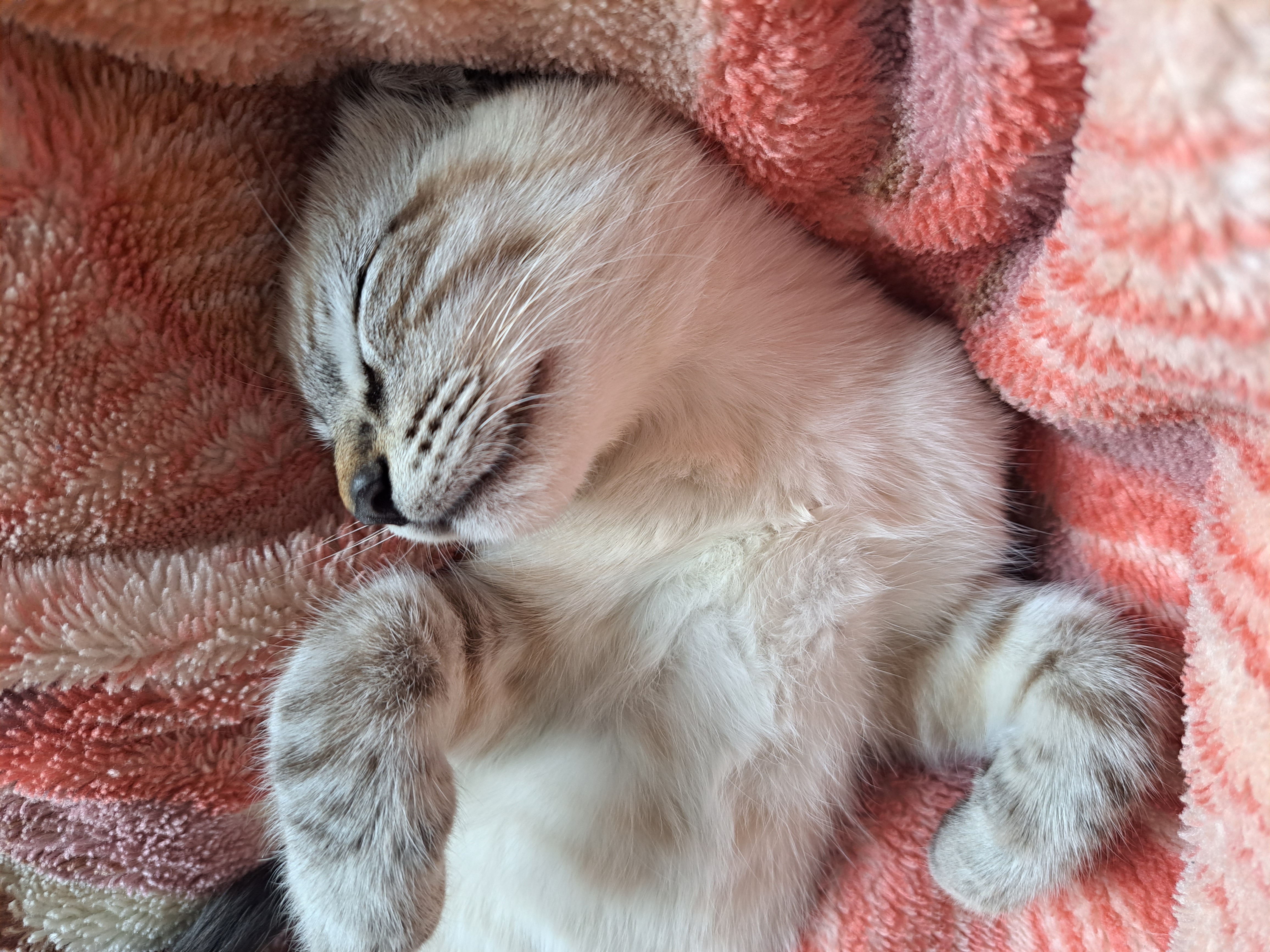 gatinho